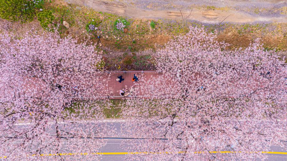 천안의 10km 벚꽃드라이브길 ! 북면벚꽃축제