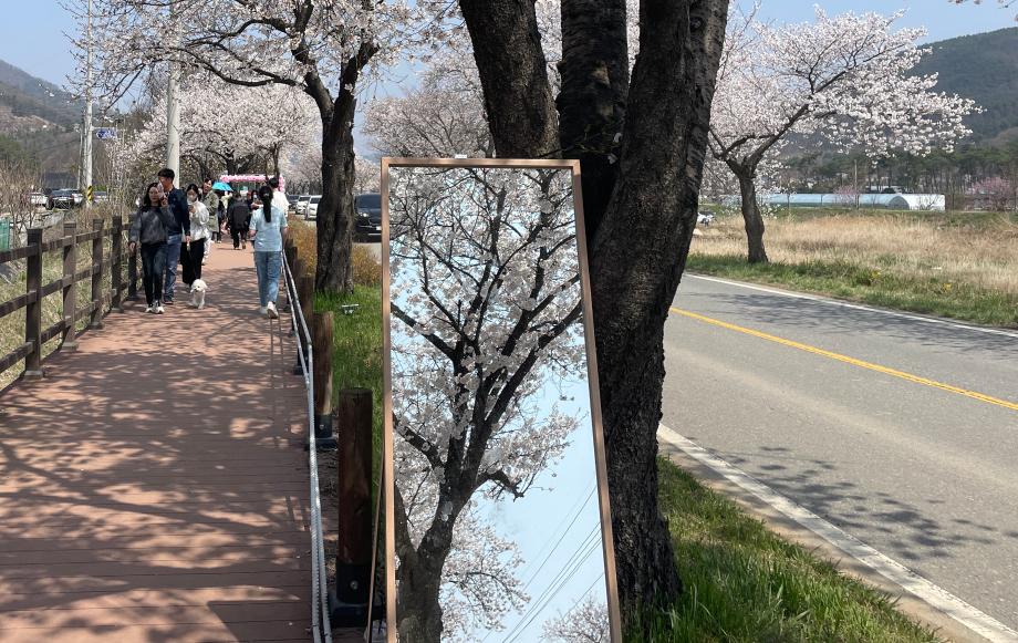 벚꽃 터널 드라이브 명소, 천안 위례 벚꽃 축제